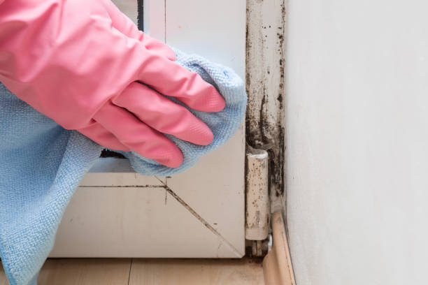 Home Mold Removal in Scottsboro, AL